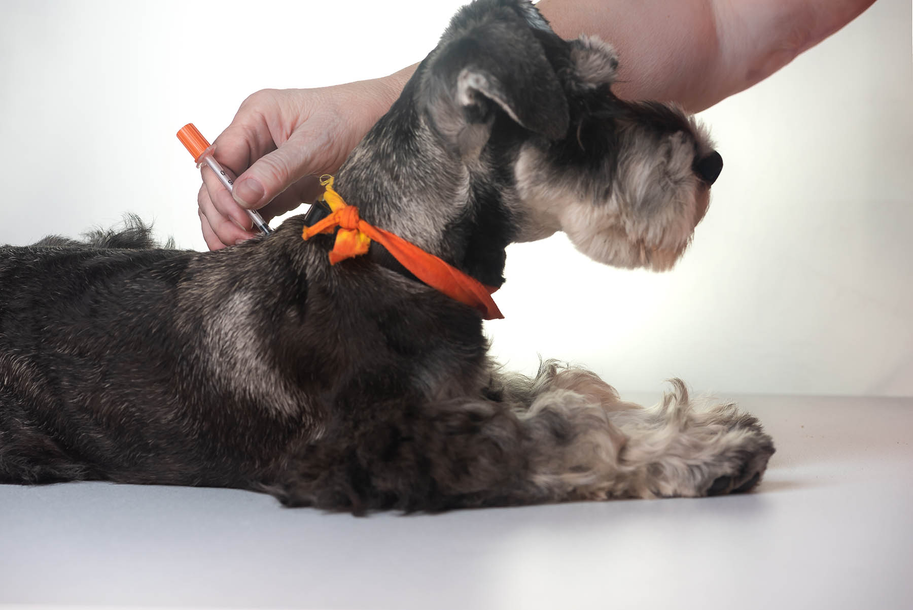 Treating Diabetic Dogs: Finding Safe and Tasty Options